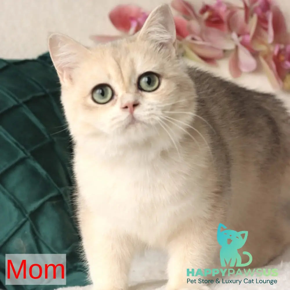 Samuel British Shorthair male blue golden chinchilla - live animals
