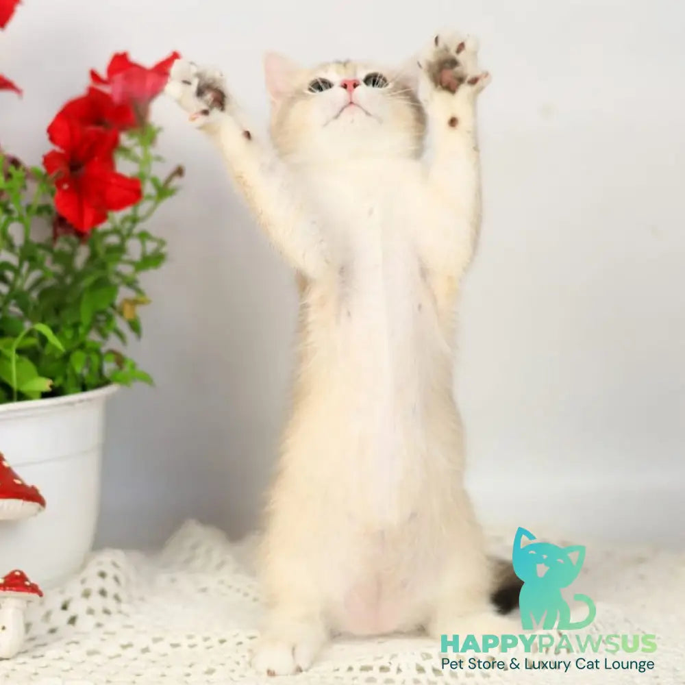 Samuel British Shorthair male blue golden chinchilla - live animals