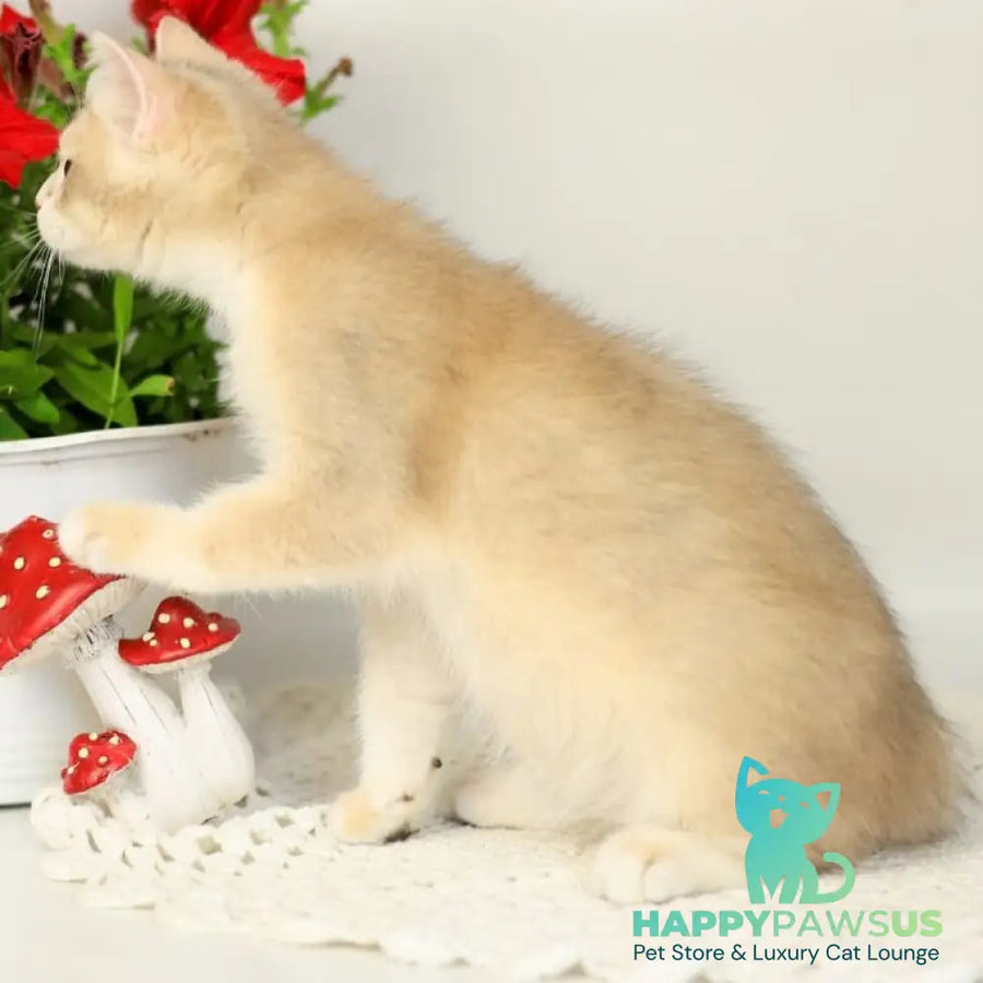 Samuel British Shorthair male blue golden chinchilla - live animals