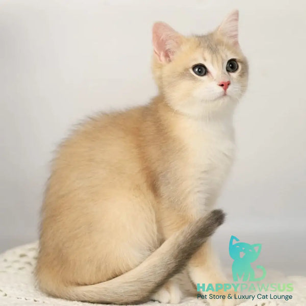 Samuel British Shorthair male blue golden chinchilla - live animals
