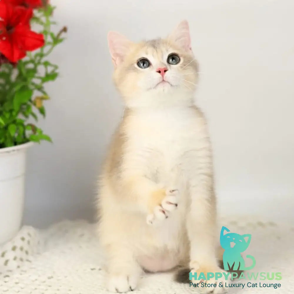 Samuel British Shorthair male blue golden chinchilla - live animals