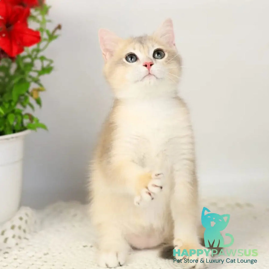 Samuel British Shorthair male blue golden chinchilla - live animals