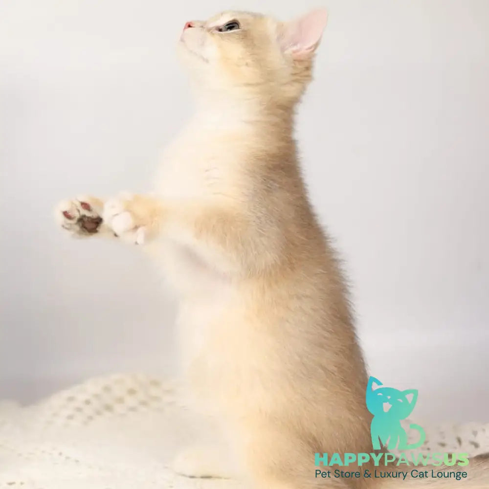 Samuel British Shorthair male blue golden chinchilla - live animals