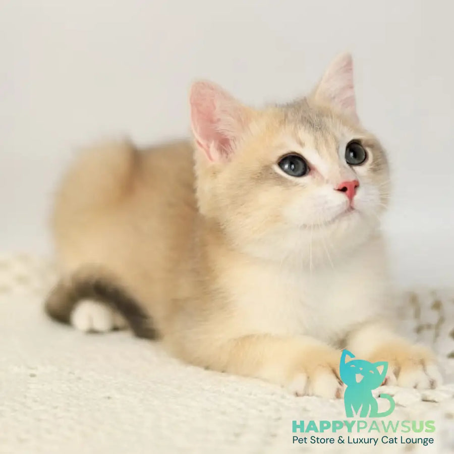 Samuel British Shorthair male blue golden chinchilla - live animals