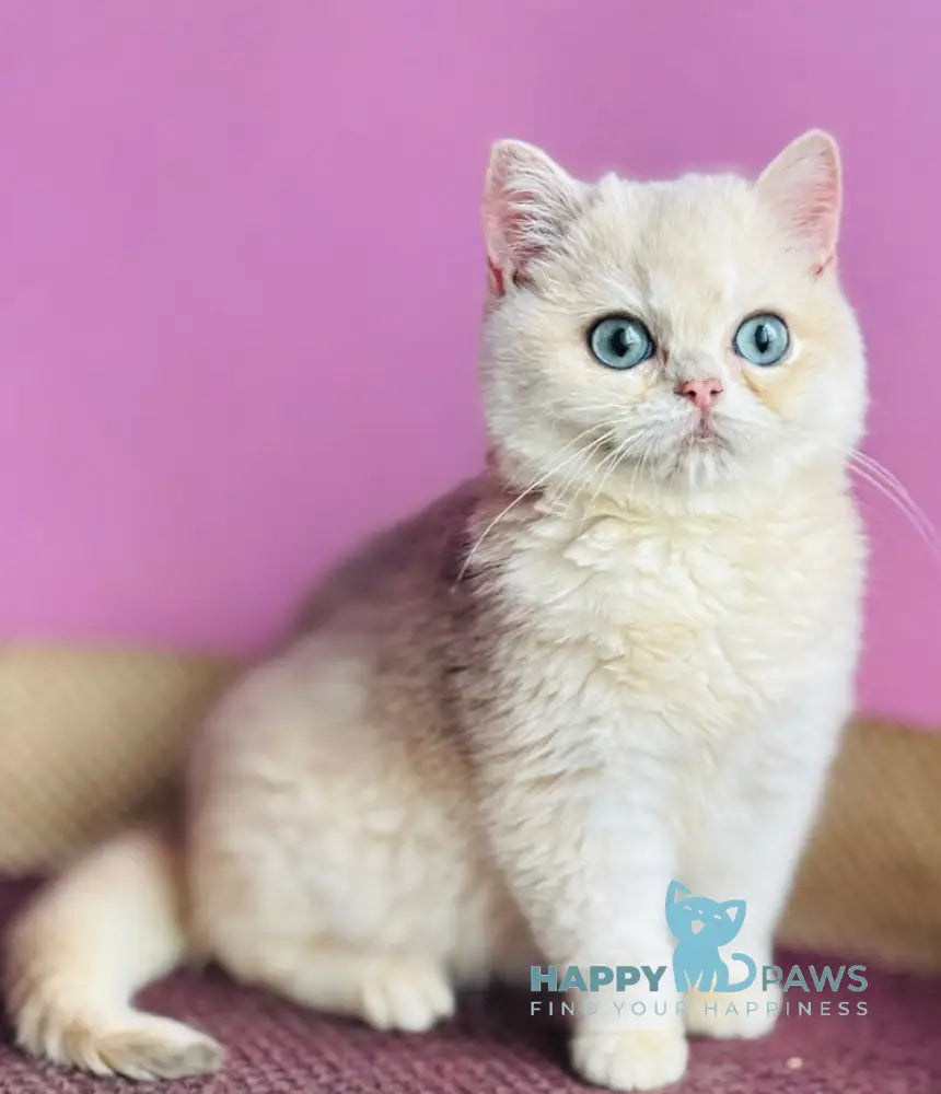 Samuel British Shorthair male blue golden shaded live animals