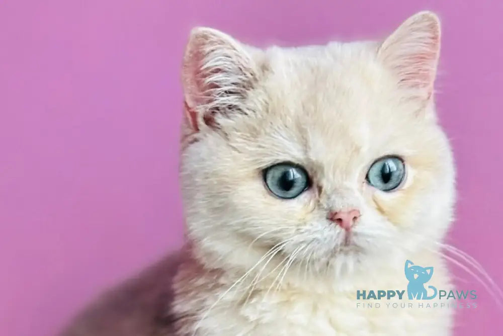 Samuel British Shorthair male blue golden shaded live animals