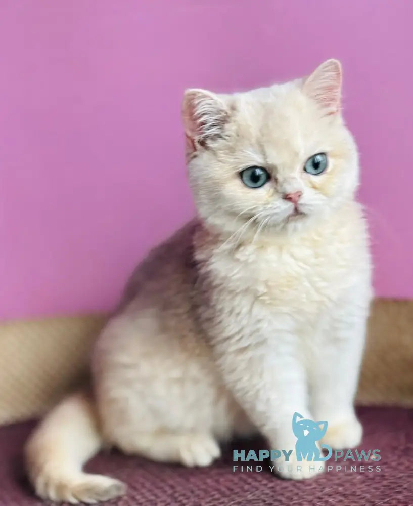 Samuel British Shorthair male blue golden shaded live animals