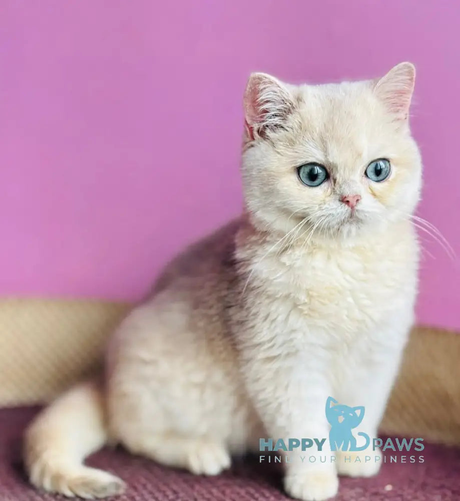Samuel British Shorthair male blue golden shaded live animals