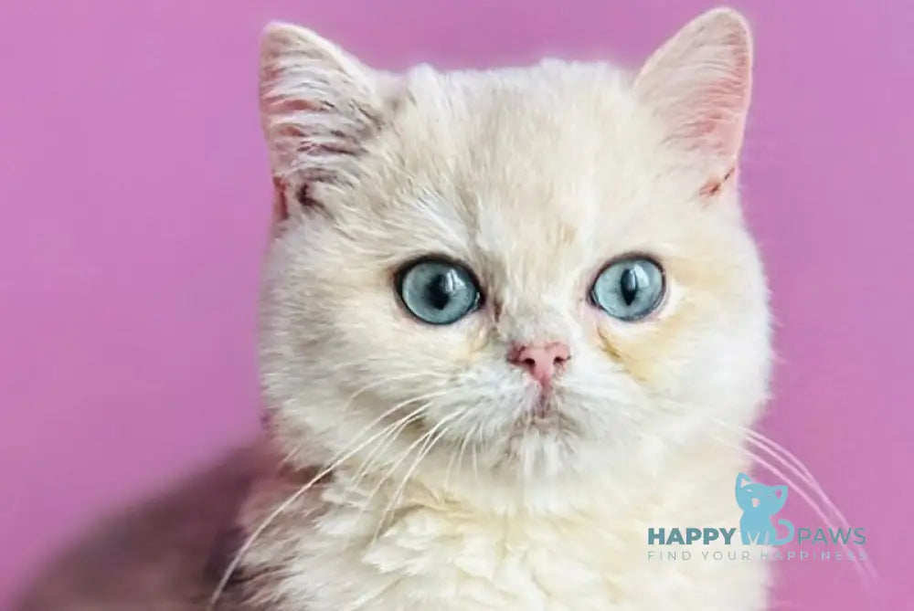 Samuel British Shorthair male blue golden shaded live animals