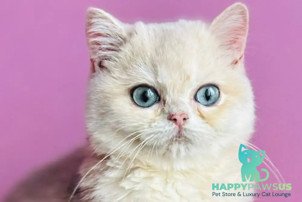 Samuel British Shorthair male blue golden shaded live animals