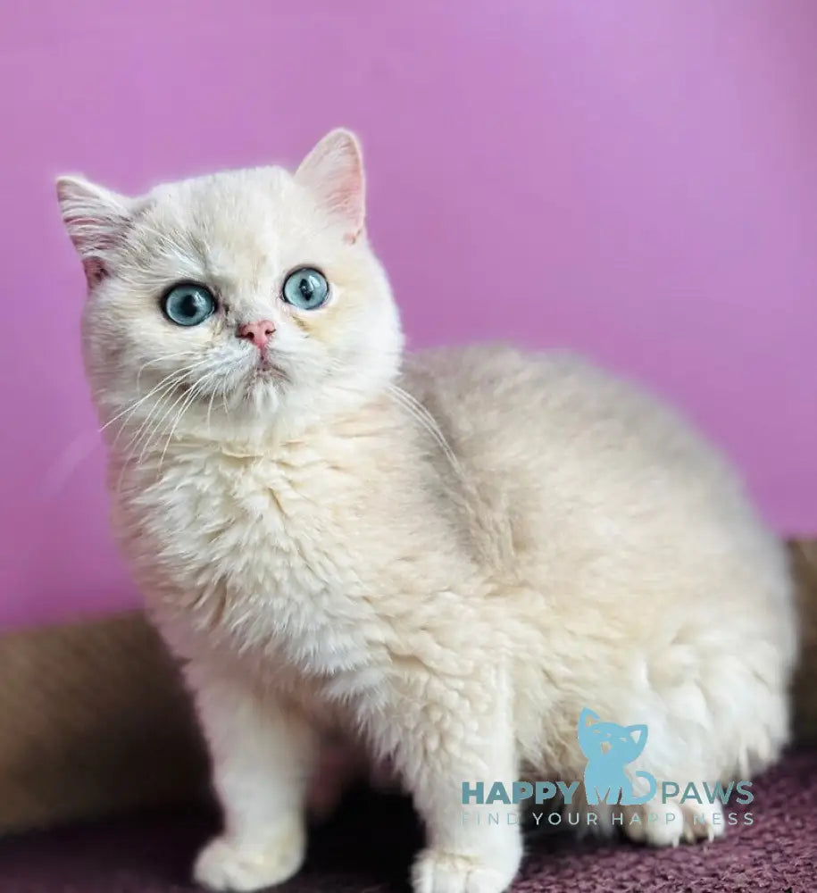 Samuel British Shorthair male blue golden shaded live animals