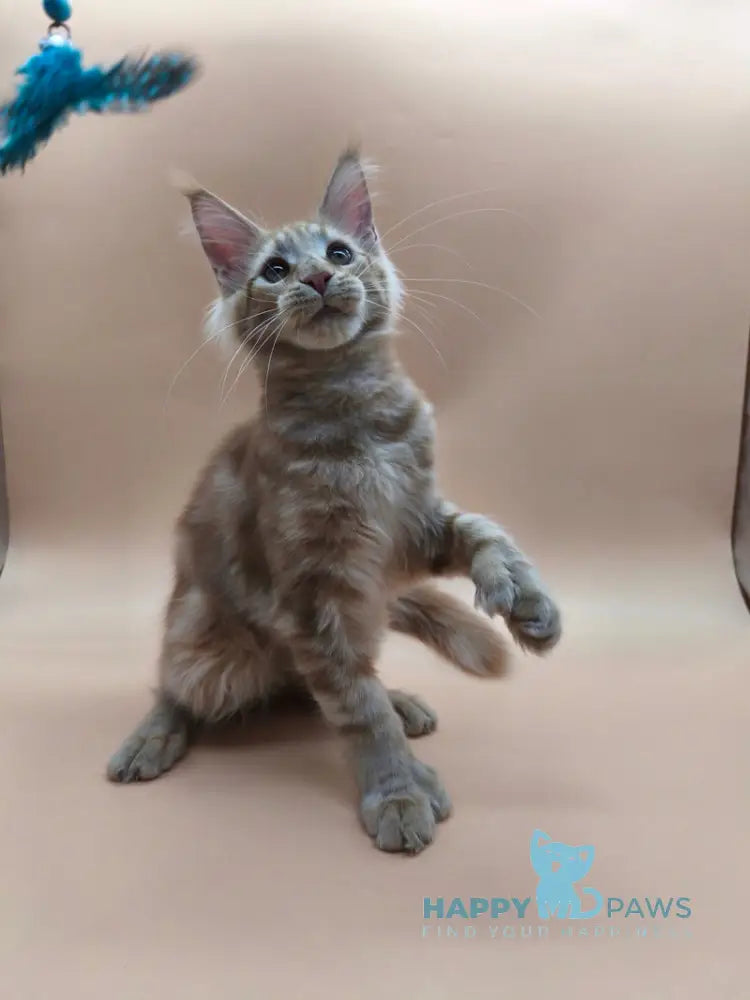 Samuel Maine Coon male red tabby live animals