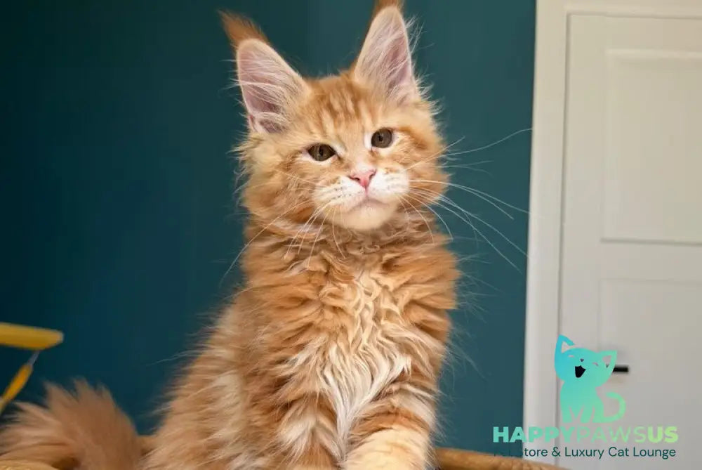 Samuel Maine Coon male red tabby - live animals