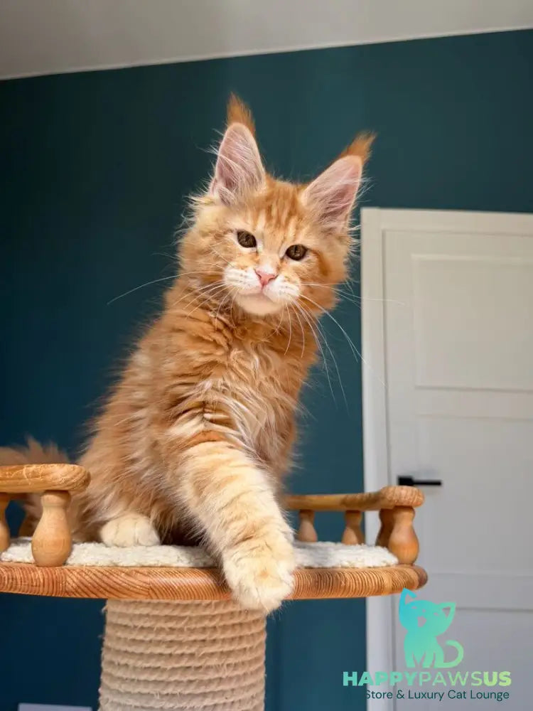 Samuel Maine Coon male red tabby - live animals