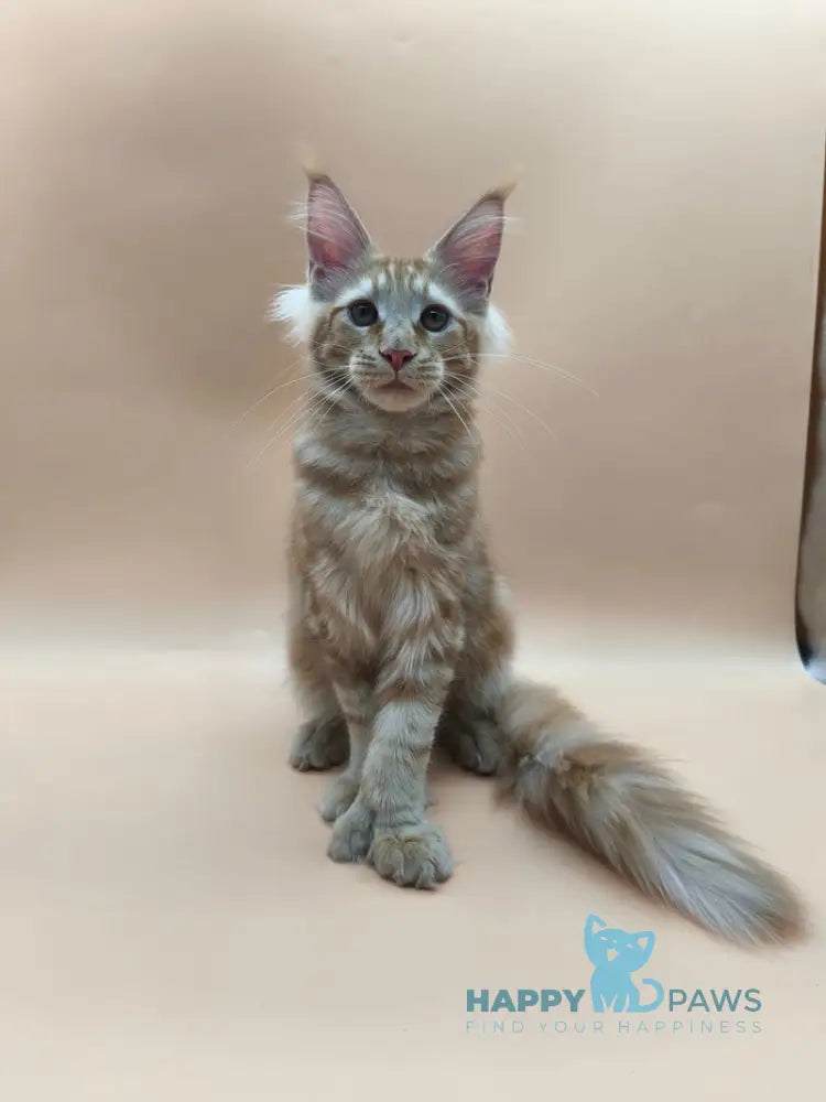 Samuel Maine Coon male red tabby live animals