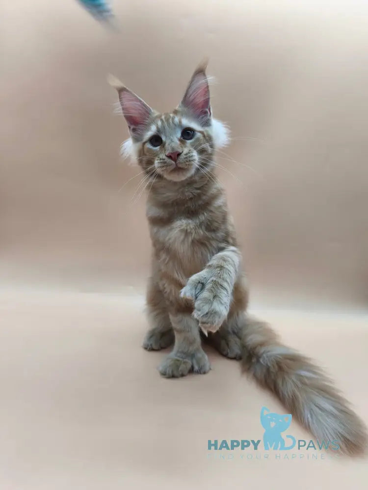 Samuel Maine Coon male red tabby live animals