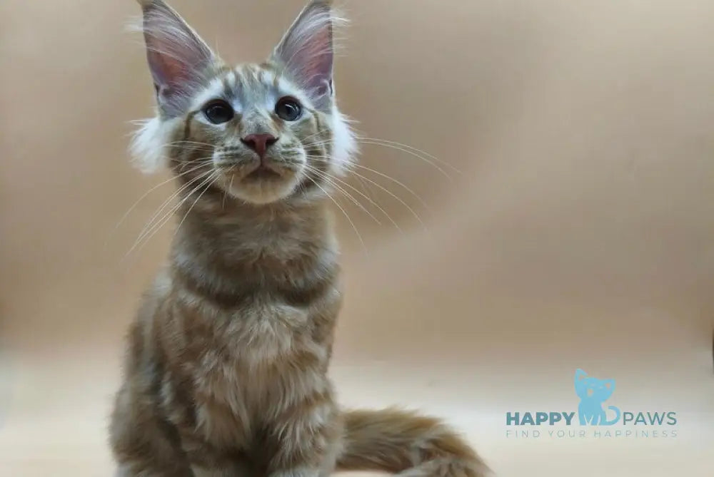 Samuel Maine Coon male red tabby live animals