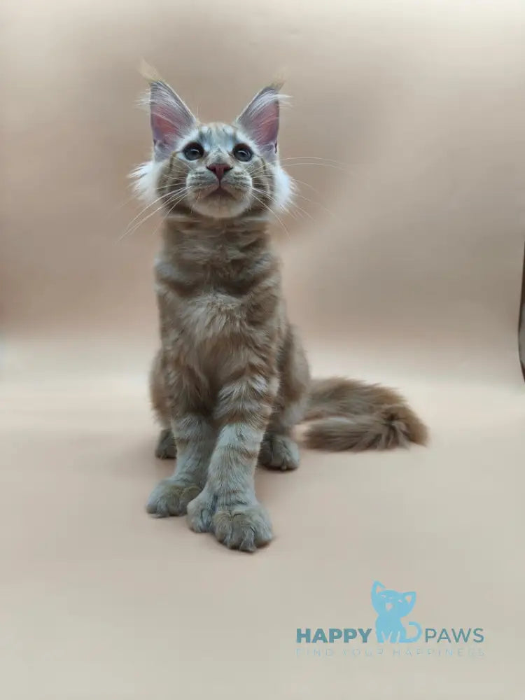 Samuel Maine Coon male red tabby live animals