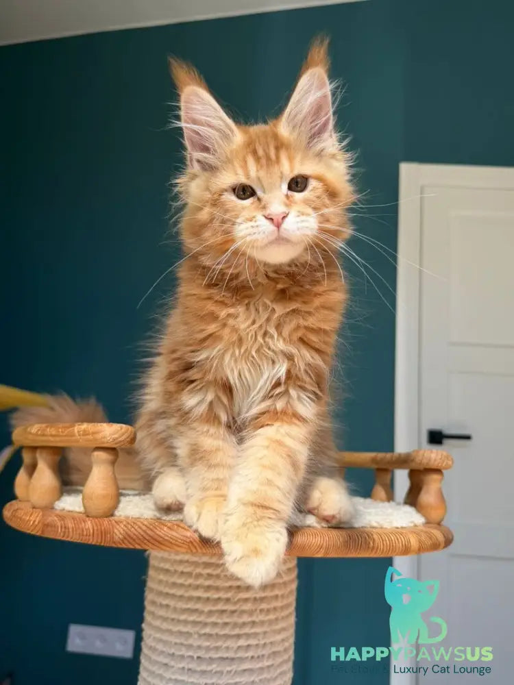 Samuel Maine Coon male red tabby - live animals