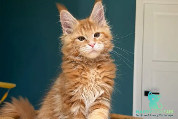 Samuel Maine Coon male red tabby - live animals