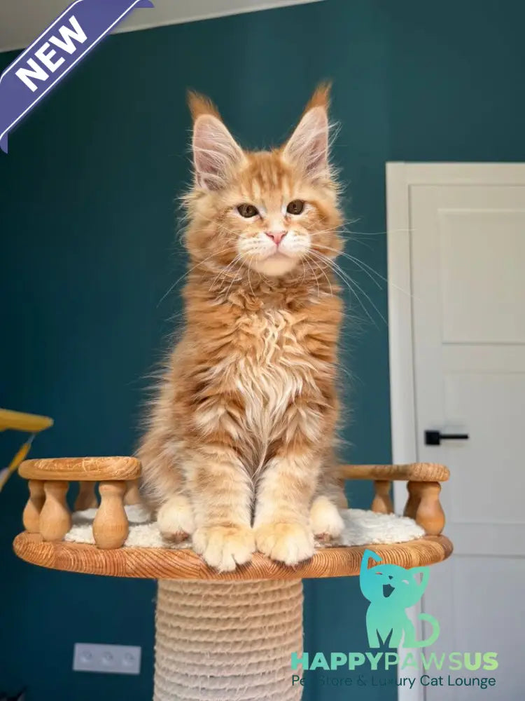 Samuel Maine Coon male red tabby - live animals