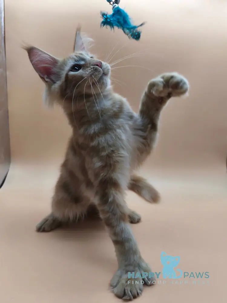 Samuel Maine Coon male red tabby live animals