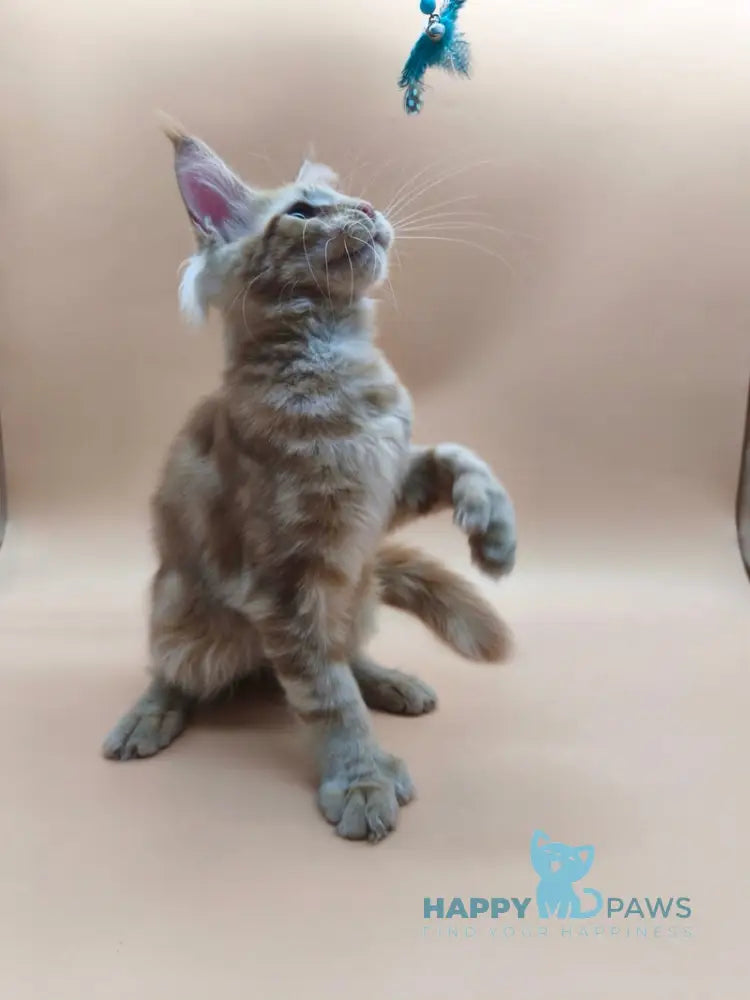 Samuel Maine Coon male red tabby live animals