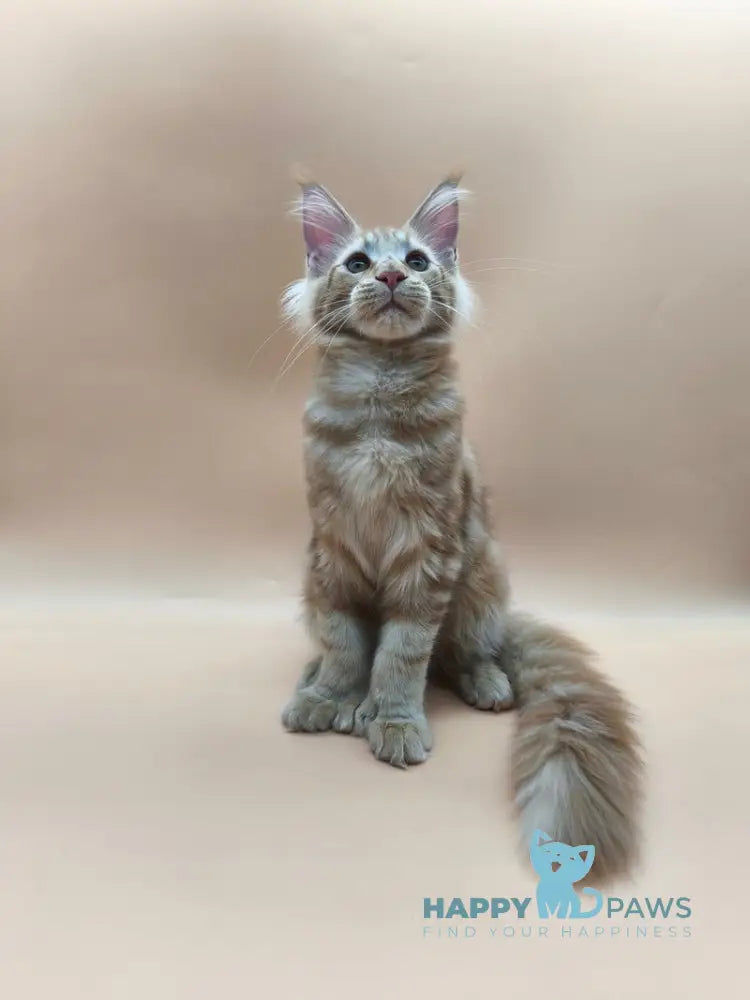 Samuel Maine Coon male red tabby live animals