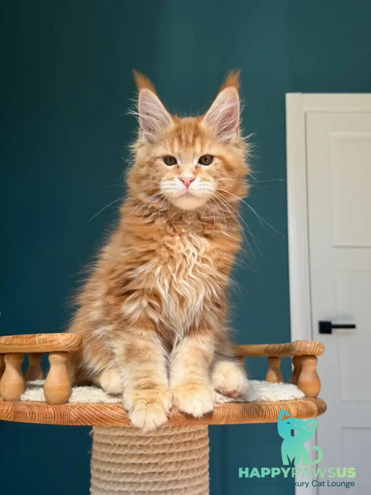 Samuel Maine Coon male red tabby - live animals