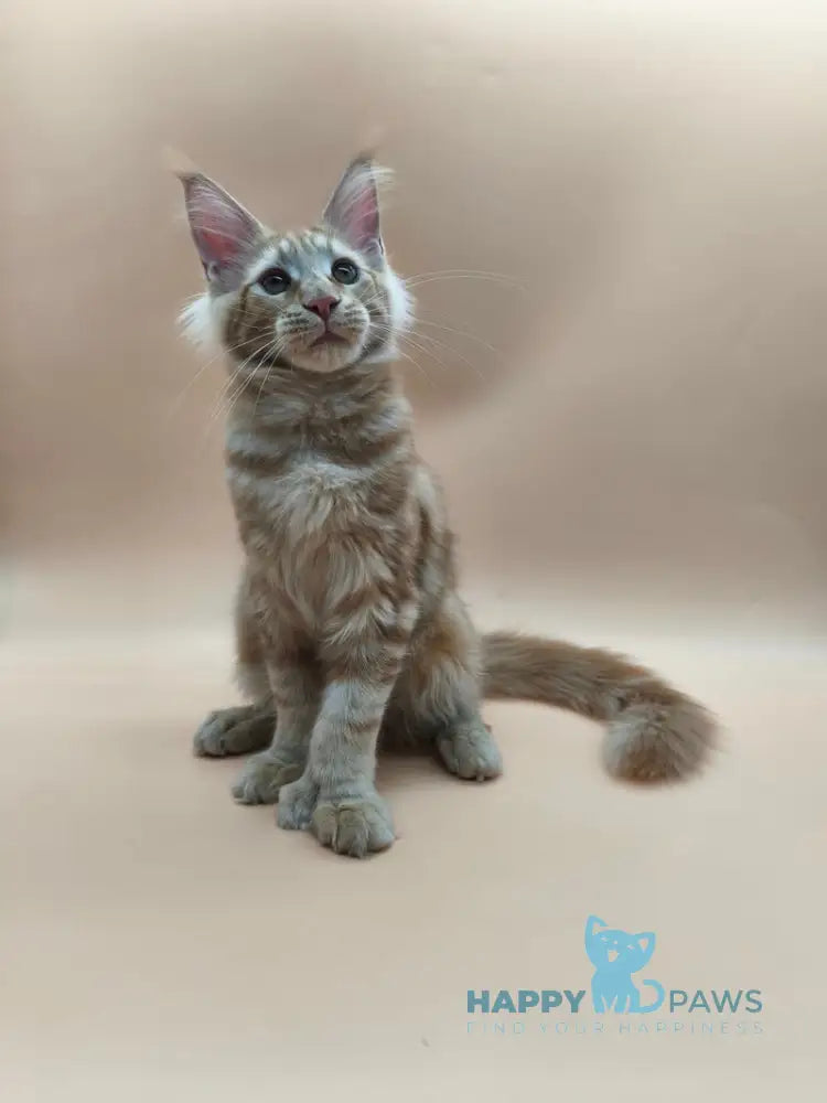 Samuel Maine Coon male red tabby live animals