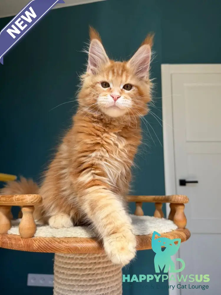 Samuel Maine Coon male red tabby - live animals