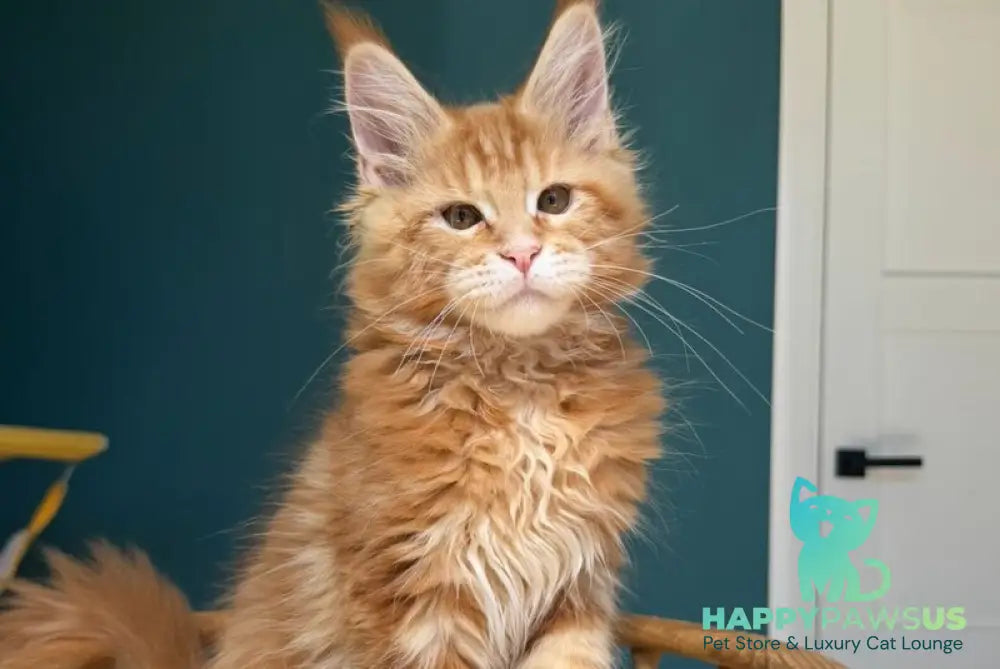 Samuel Maine Coon male red tabby - live animals