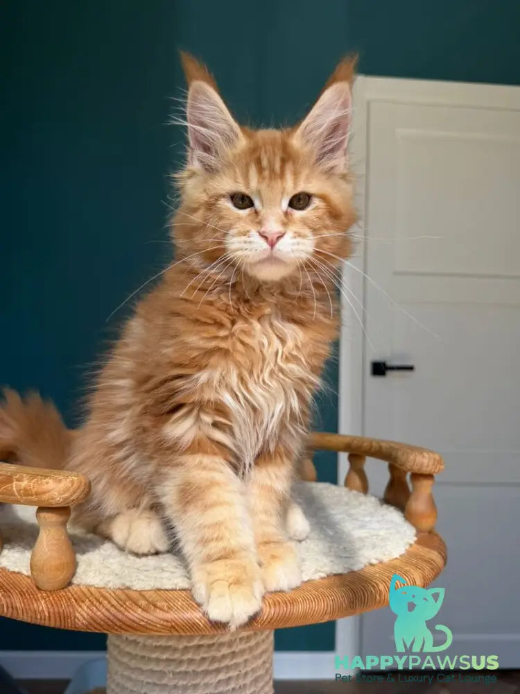 Samuel Maine Coon male red tabby - live animals