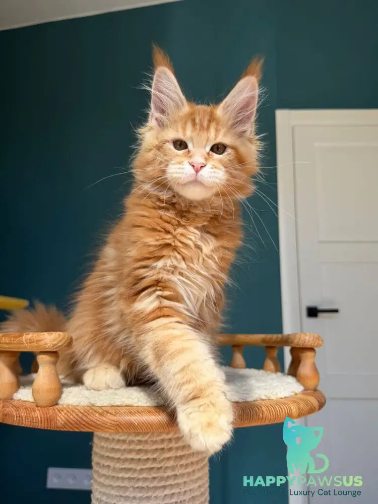 Samuel Maine Coon male red tabby - live animals