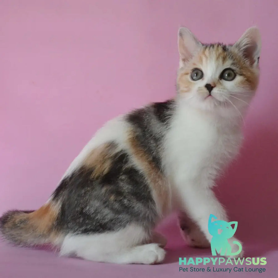 Sandi Scottish Straight female black tortie silver tabby bicolour - live animals