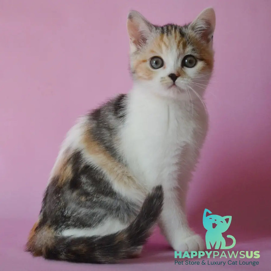 Sandi Scottish Straight female black tortie silver tabby bicolour - live animals