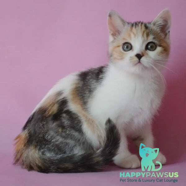 Sandi Scottish Straight female black tortie silver tabby bicolour - live animals