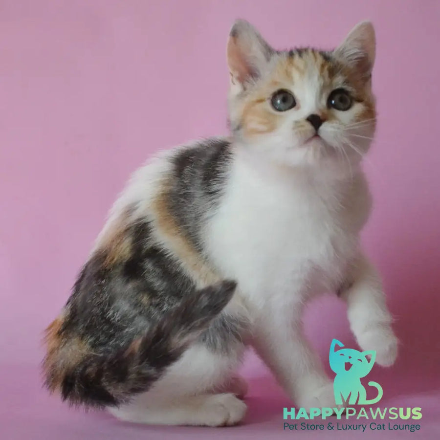 Sandi Scottish Straight female black tortie silver tabby bicolour - live animals
