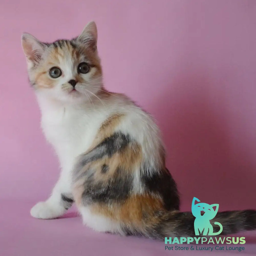 Sandi Scottish Straight female black tortie silver tabby bicolour - live animals