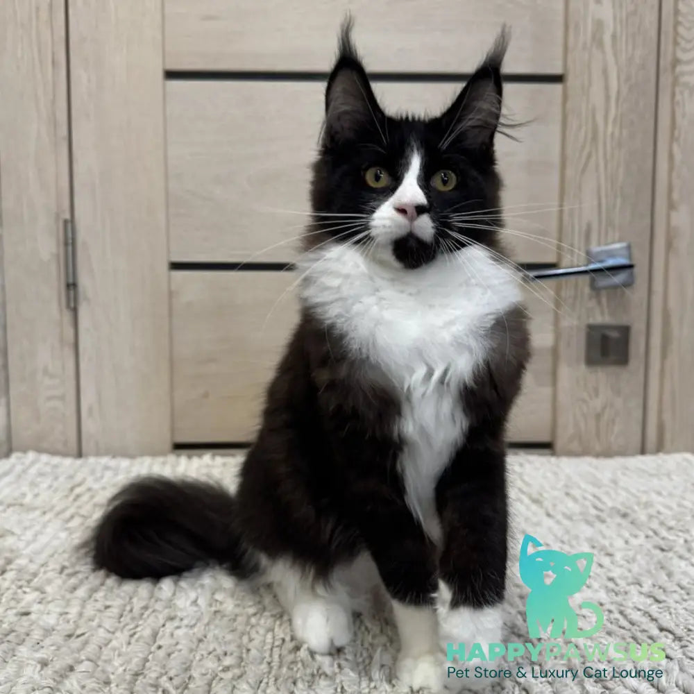 Sandra Maine Coon female black silver bicolour - live animals