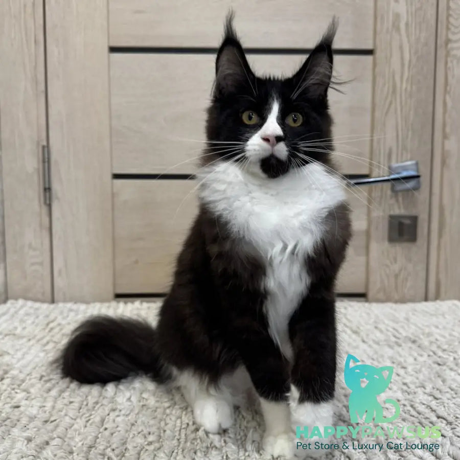 Sandra Maine Coon female black silver bicolour - live animals