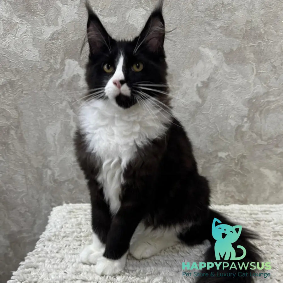 Sandra Maine Coon female black silver bicolour - live animals