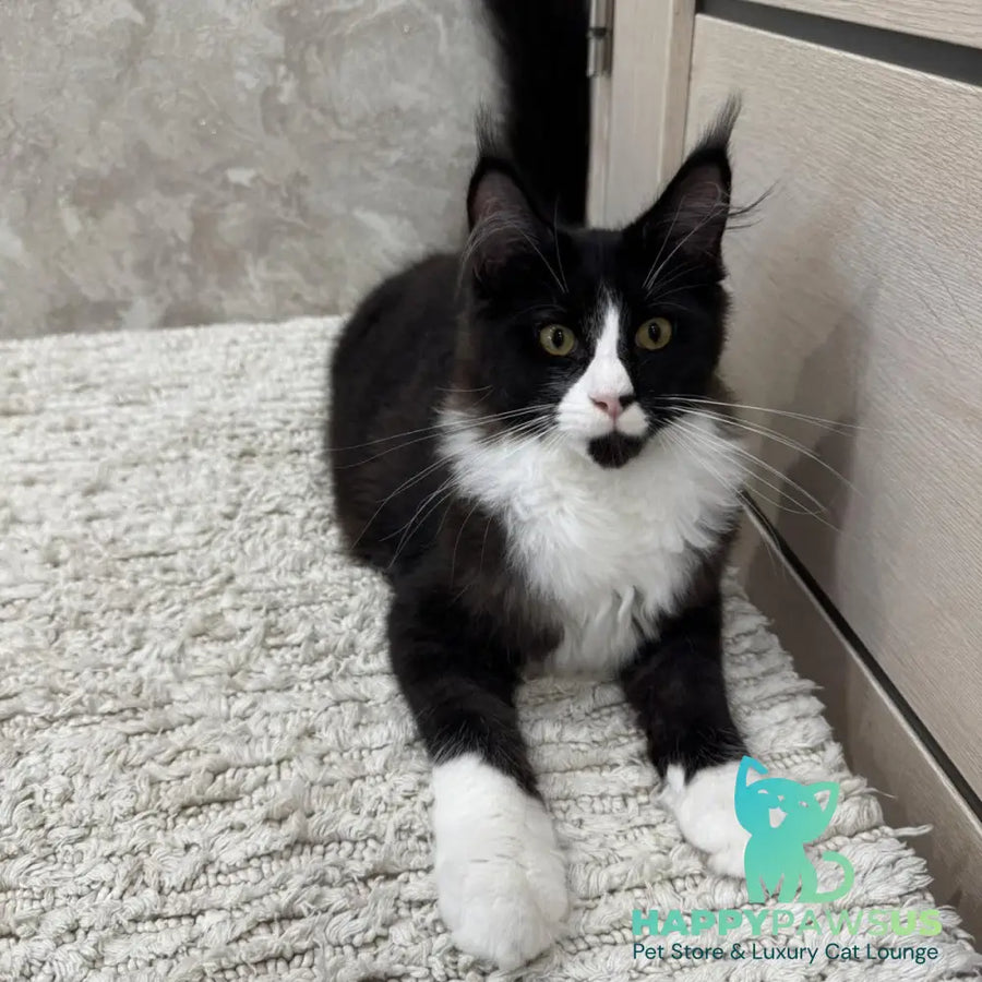 Sandra Maine Coon female black silver bicolour - live animals