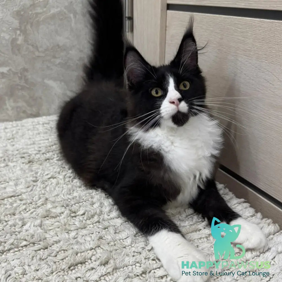 Sandra Maine Coon female black silver bicolour - live animals