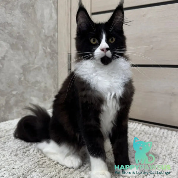 Sandra Maine Coon female black silver bicolour - live animals