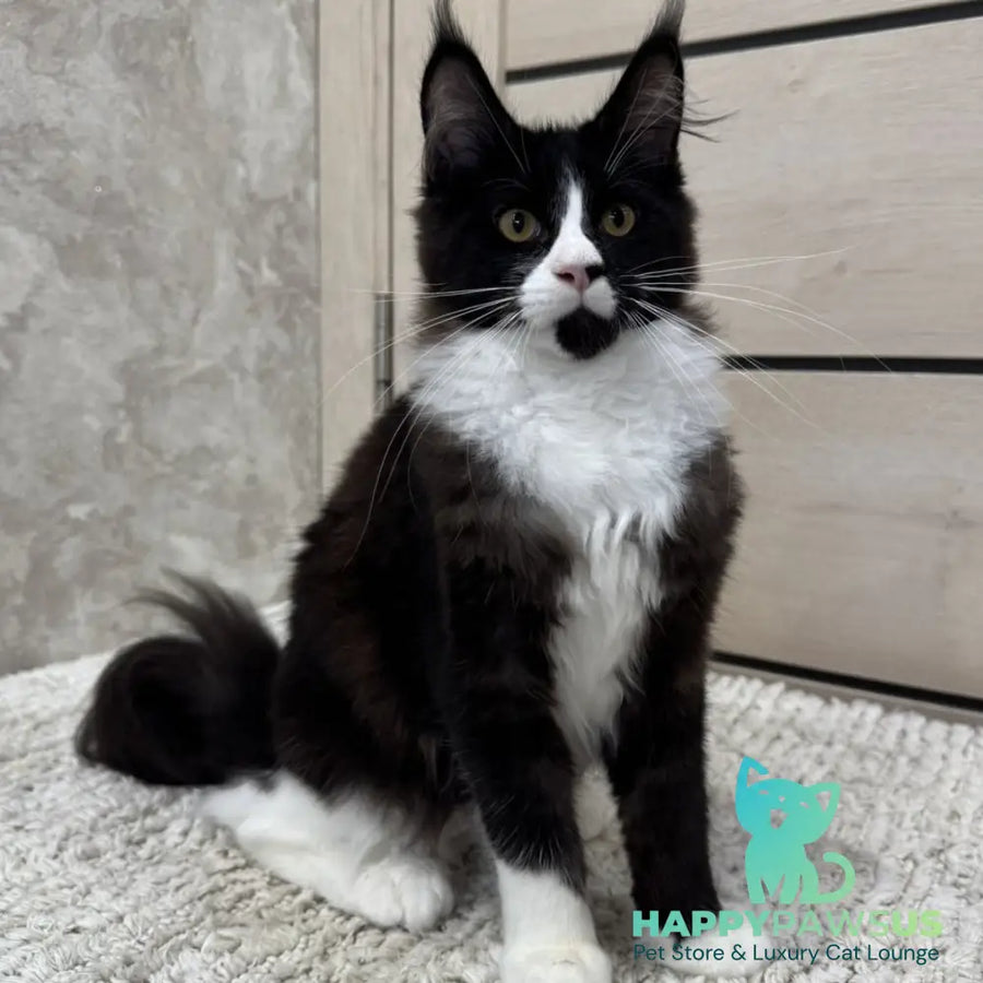 Sandra Maine Coon female black silver bicolour - live animals