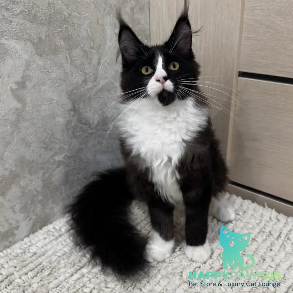 Sandra Maine Coon female black silver bicolour - live animals