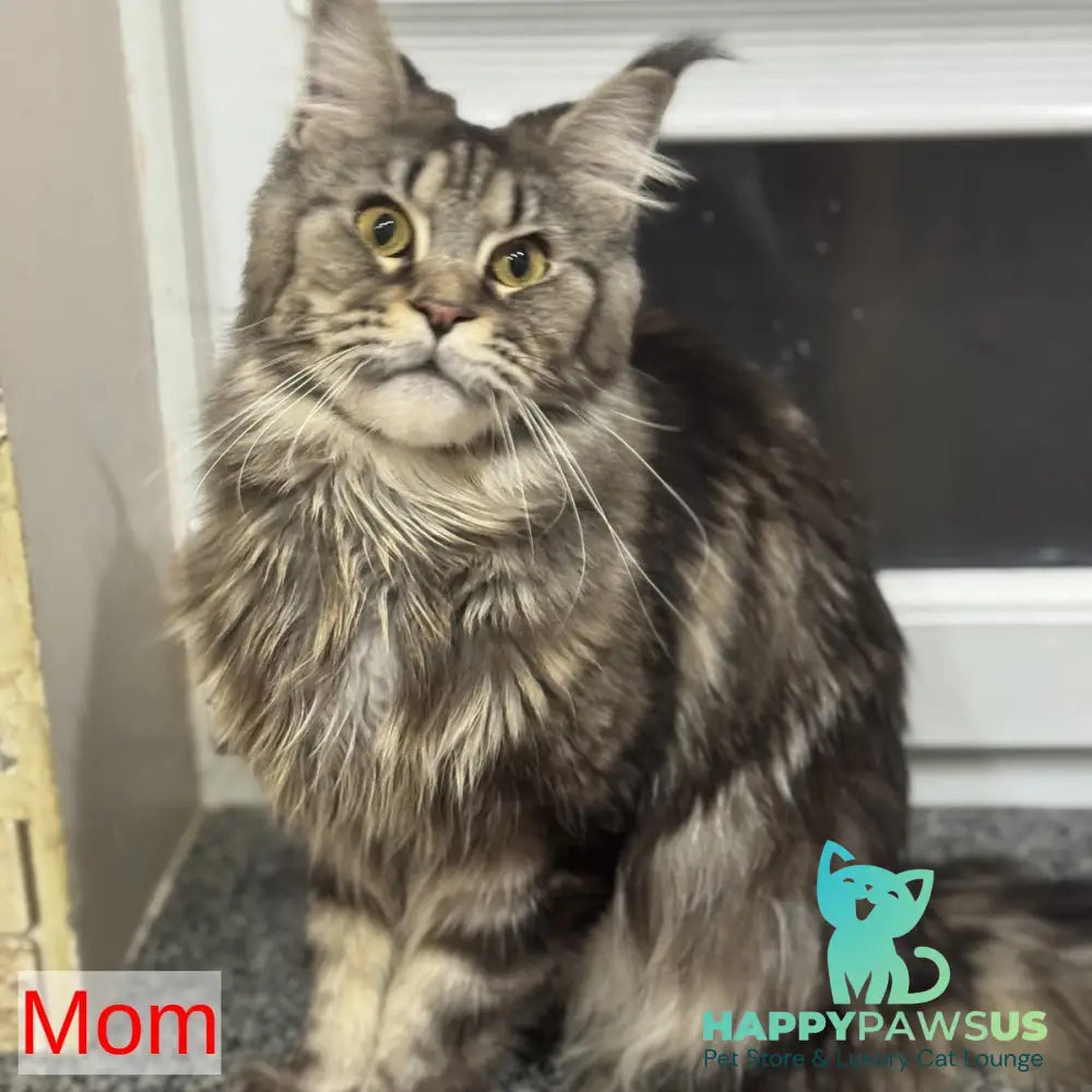 Sandra Maine Coon female black silver bicolour - live animals