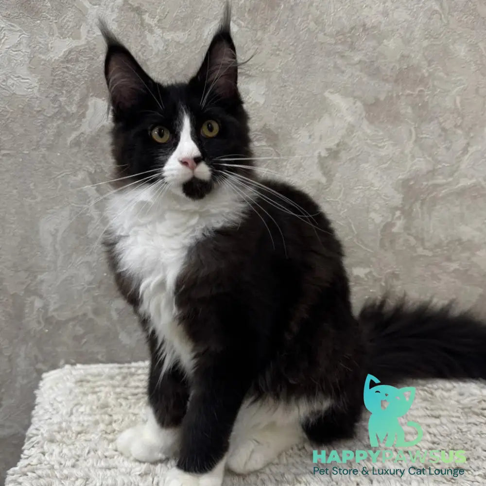 Sandra Maine Coon female black silver bicolour - live animals
