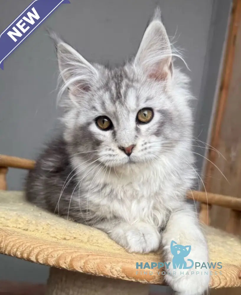 Sandra Maine Coon female black silver tabby live animals